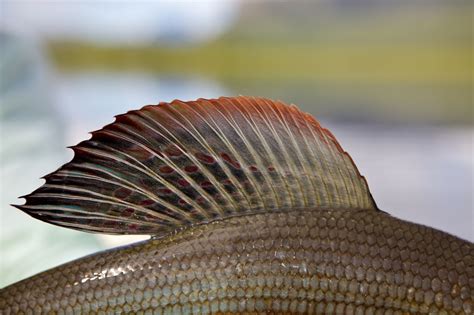Fish fin .